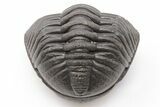 Wide, Perfectly Enrolled Eldredgeops Trilobite - Ohio #199162-3